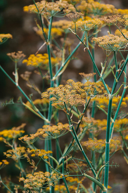 Achillea '加冕金'花盛开